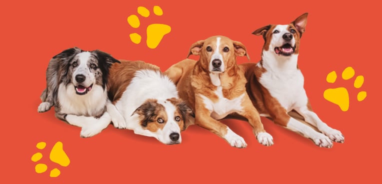 Multidog_red-1 Multidog_red-1