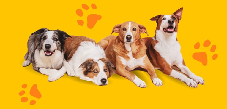 https://www.dogtv.com/hubfs/Multidog_yelloworange.jpg