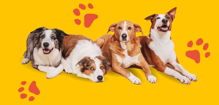 Multidog_yellowred Multidog_yellowred