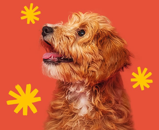 A golden doodle A golden doodle