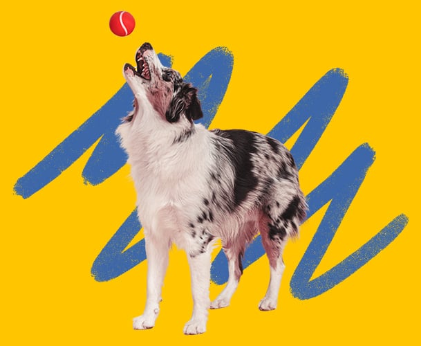 A dog catching a ball