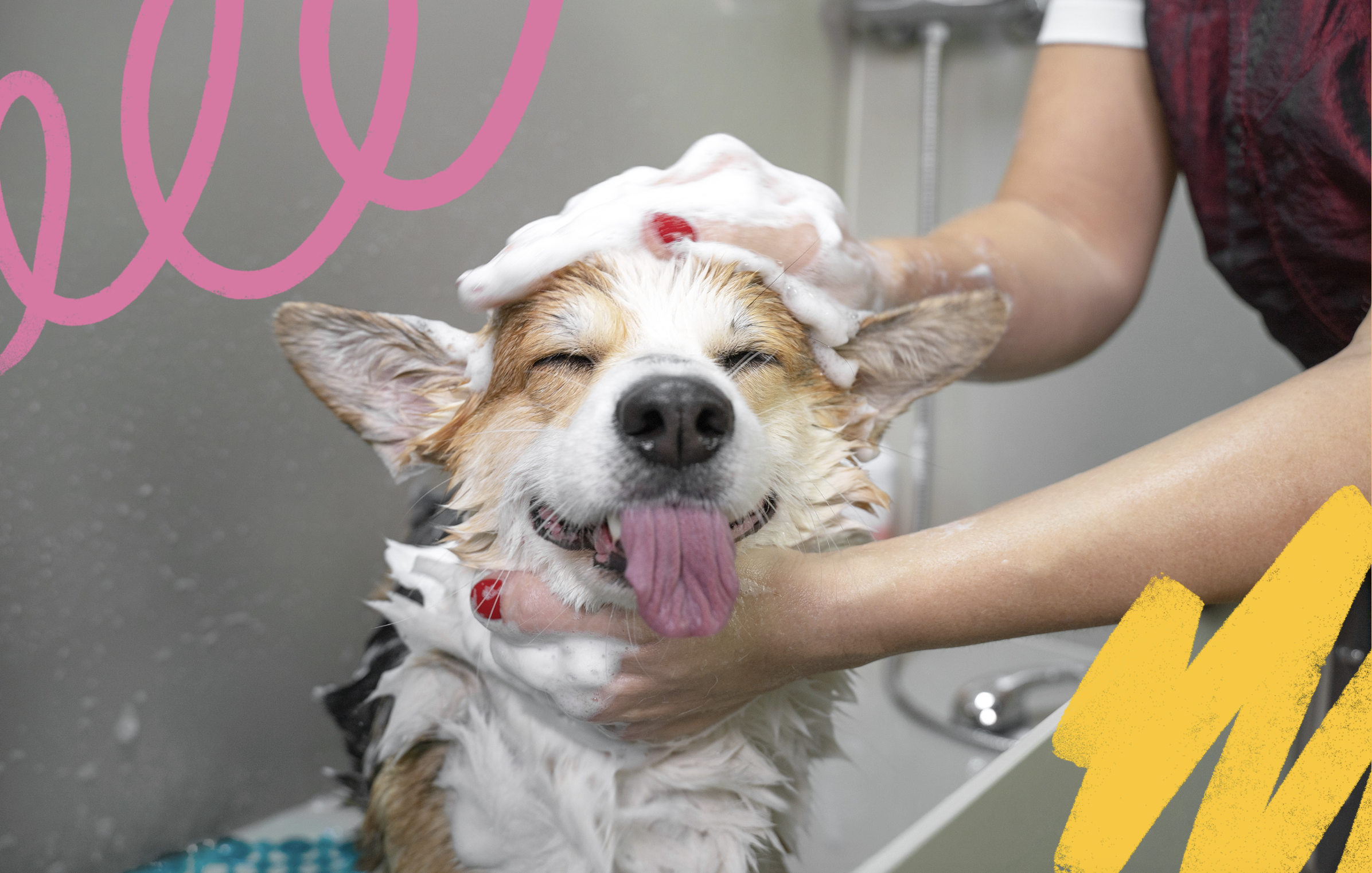 Grooming can be relaxing for a dog - happy dog getting a bath at groomer