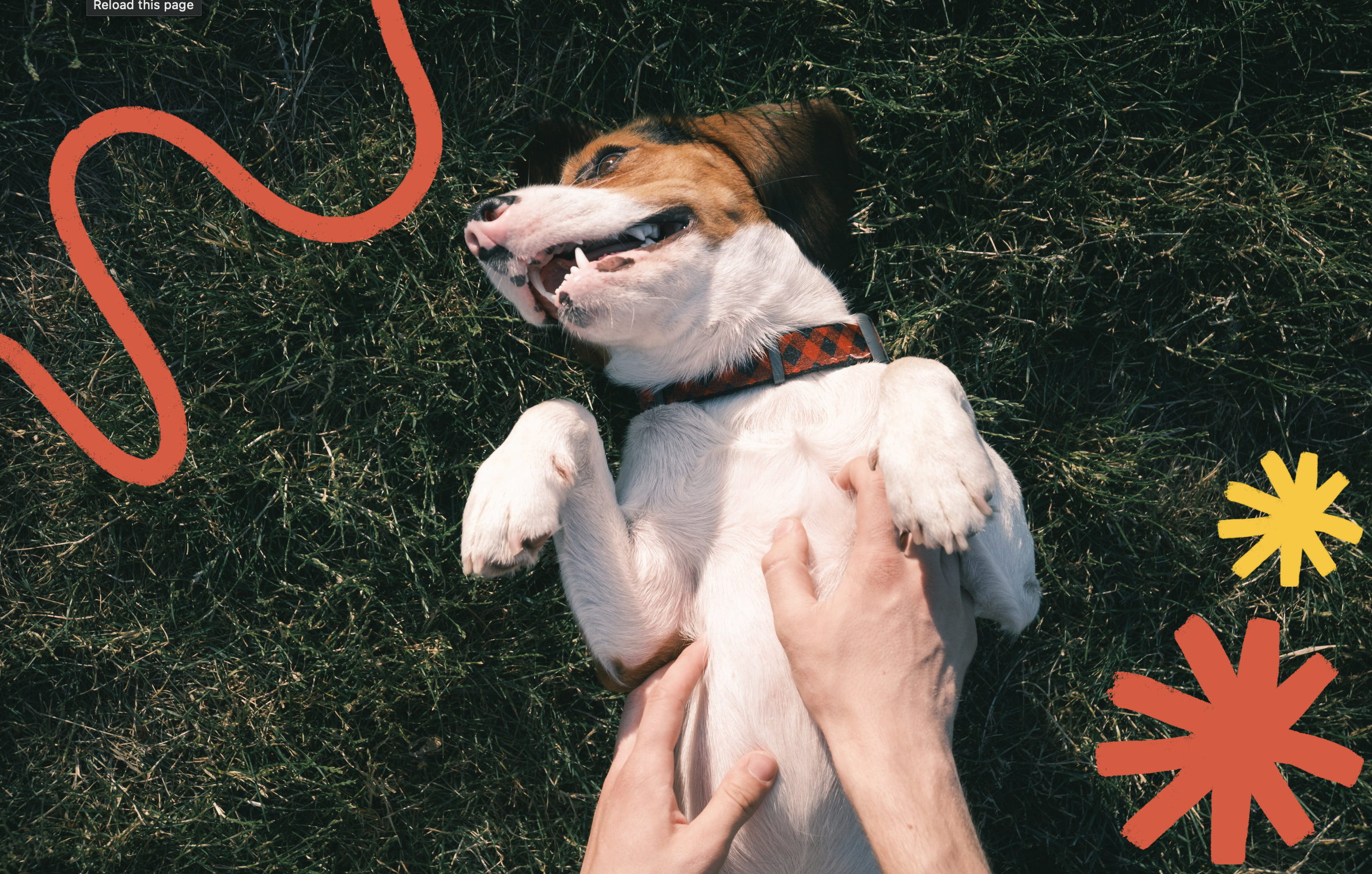 Happy dog after taking probiotics, getting a belly rub