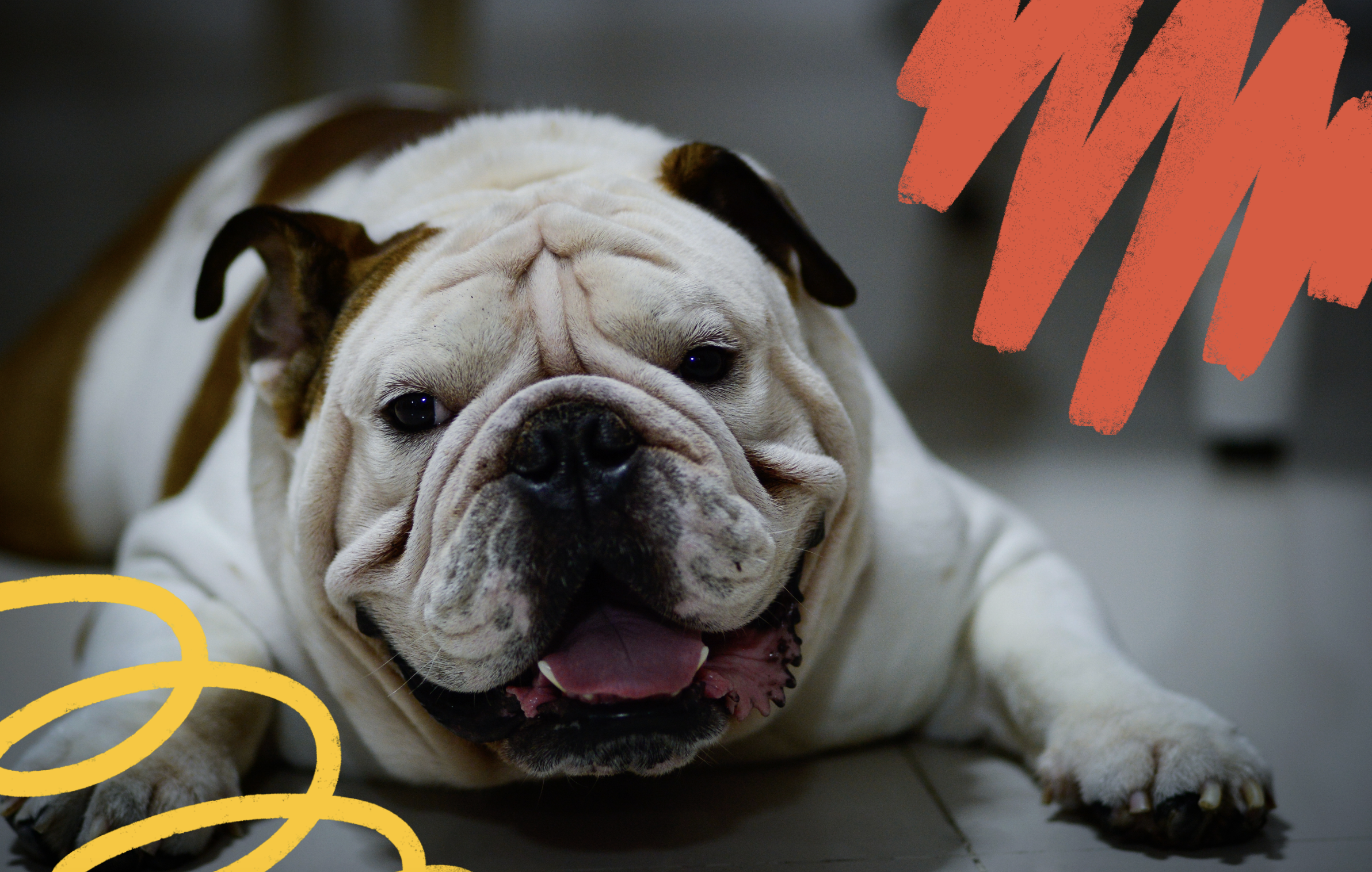 Obese Bulldog - pet obesity awareness month 10 tips 