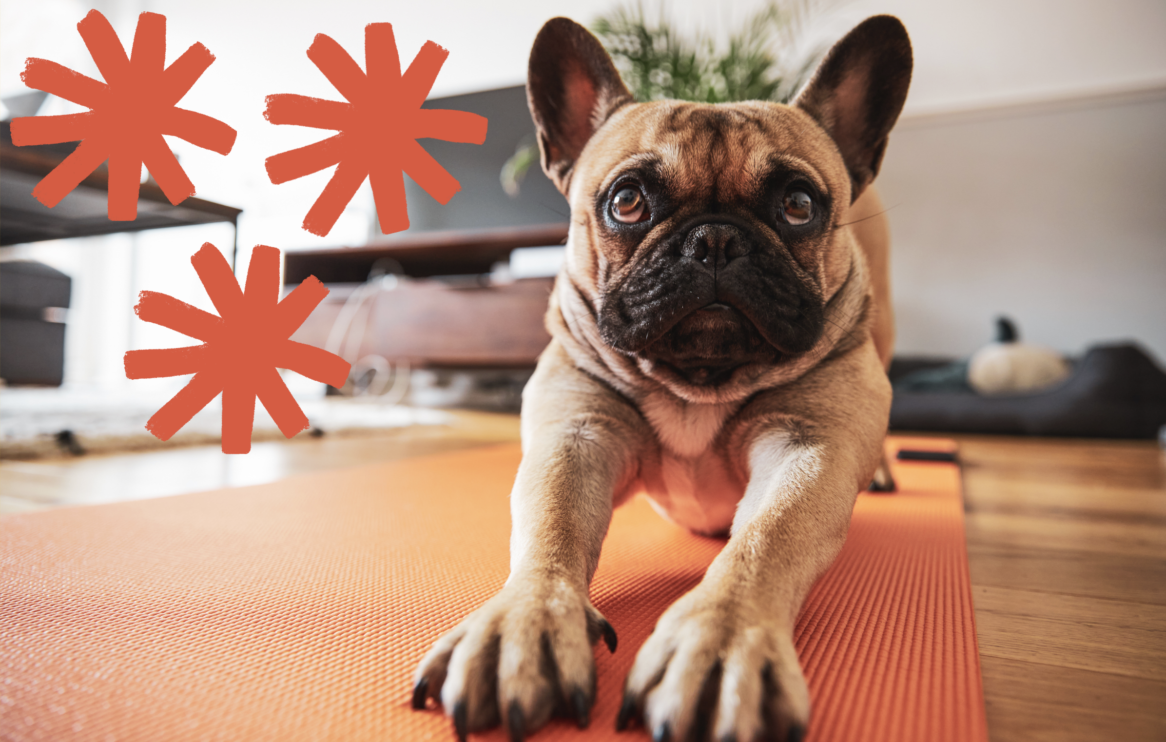7 Unexpected Ways To Boost Your Dog's Day-To-Day Wellness