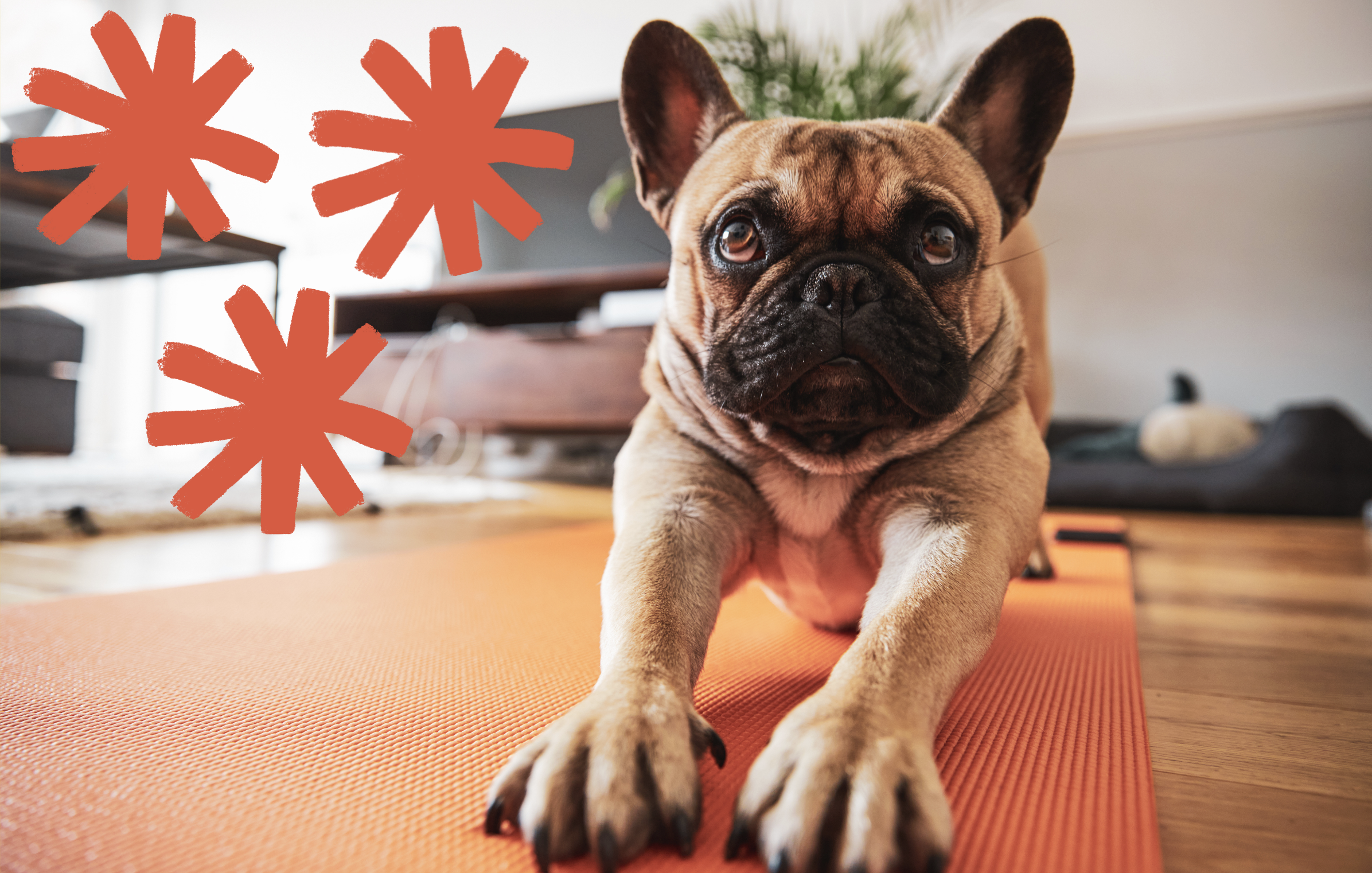 Doggie doing Yoga at home - otherwise known as Doga