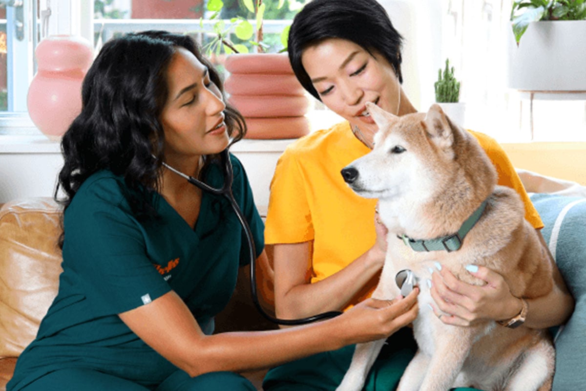 TheVets at home veterinarian checking a dog's heartbeat.