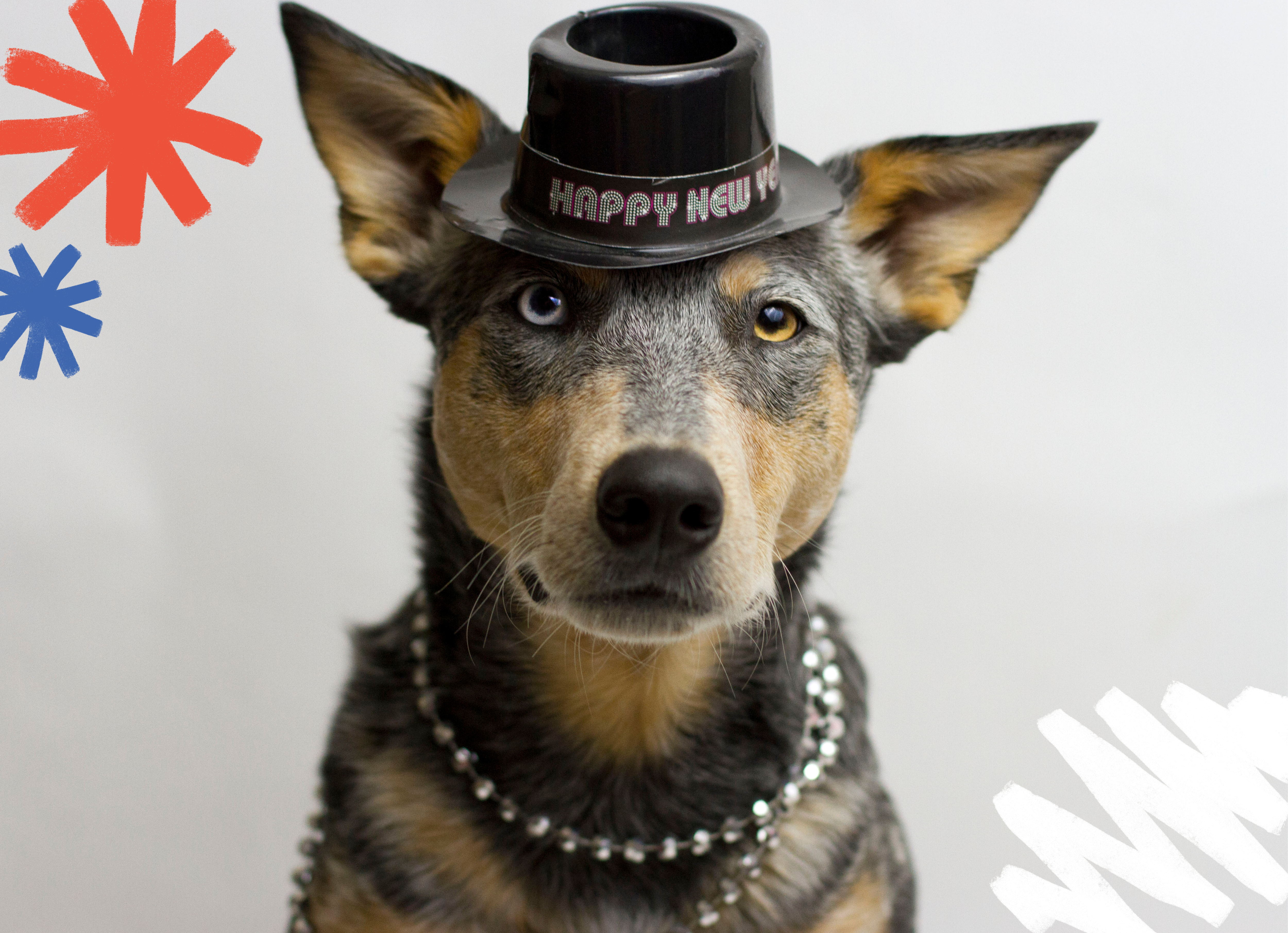 Australian Cattle Dog looking at the camera wearing a black plastic new years celebration hat and a silver plastic necklace