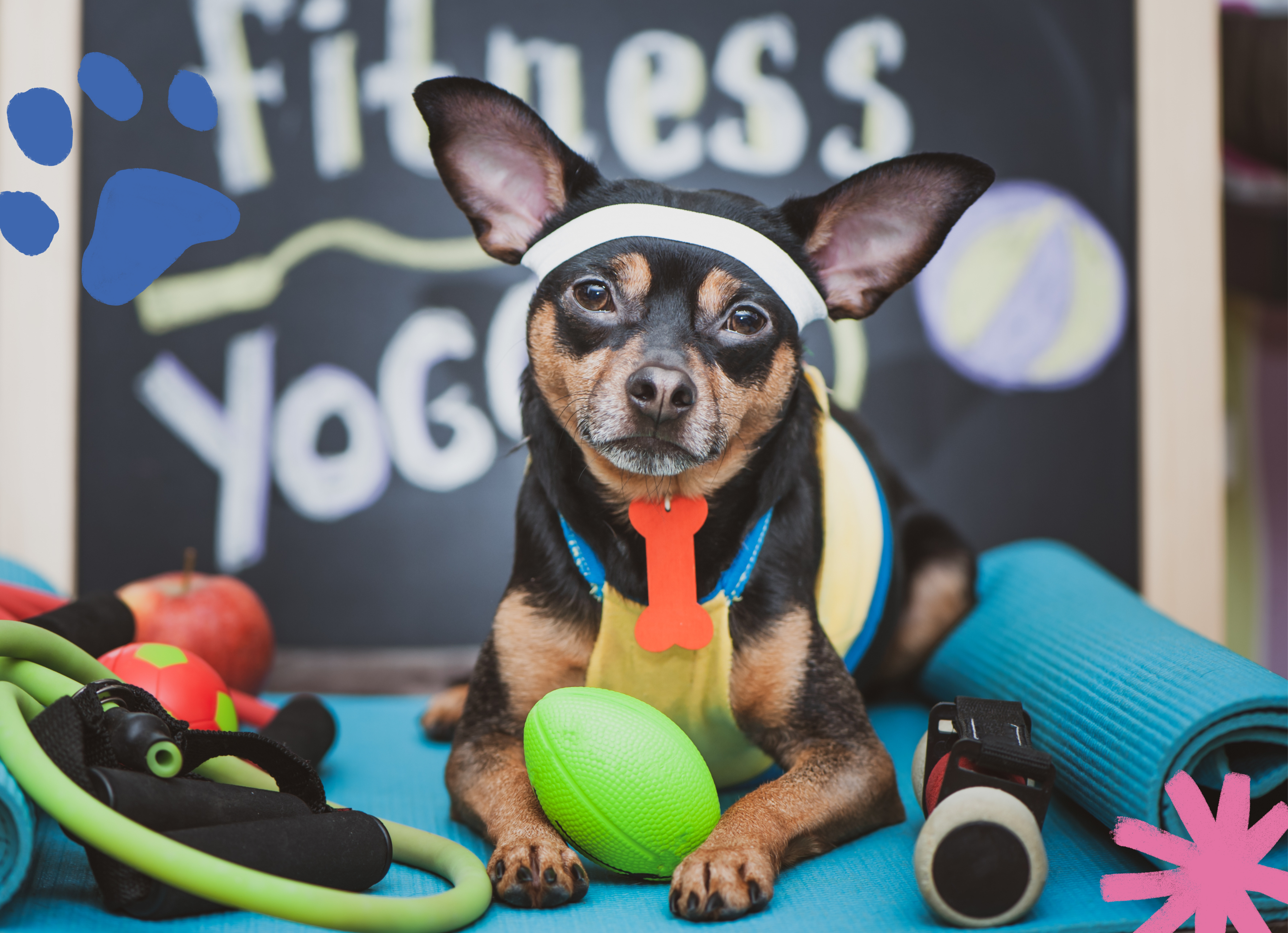 Indoor Workouts To Do With Your Dog