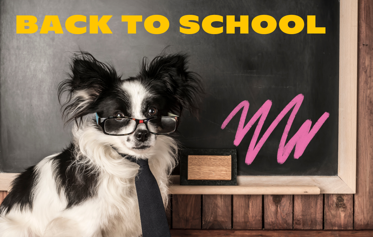 Toys to Keep Dogs Busy while School is in Session