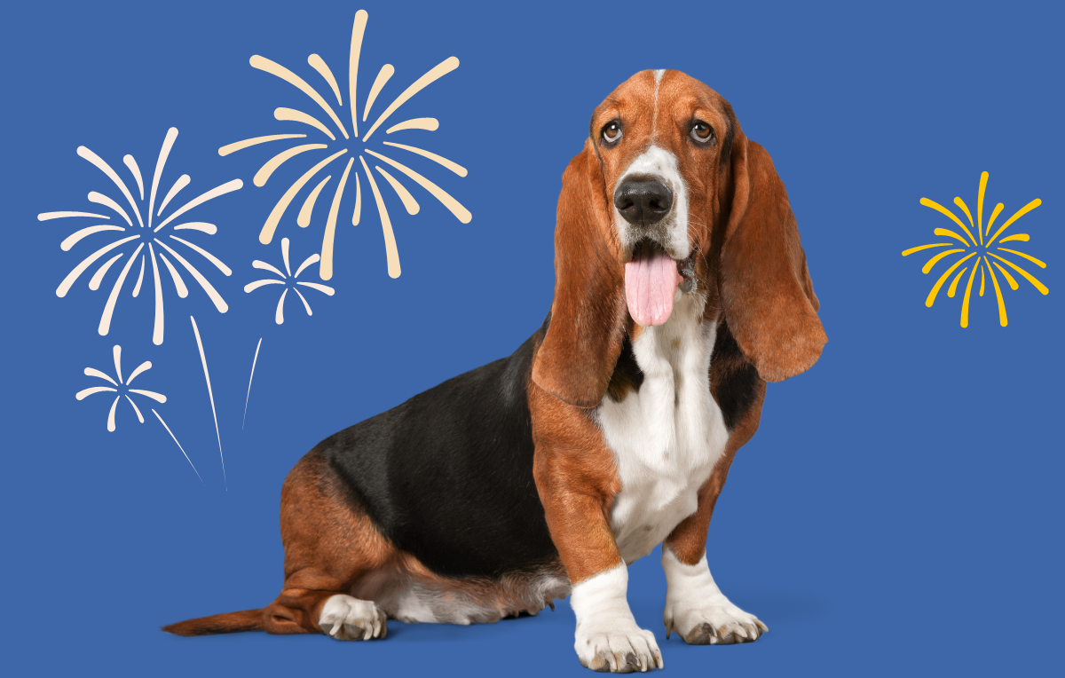 How To Keep Your Dog Calm During Fireworks Displays