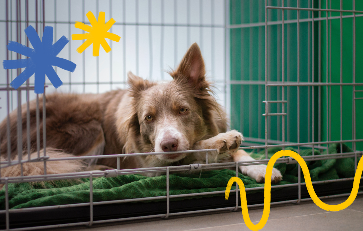 Is My Dog Bored in the Crate?