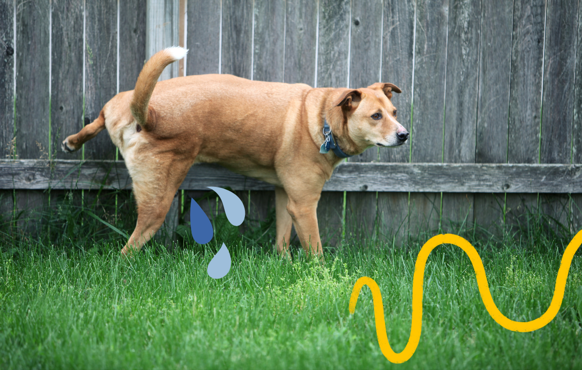 dog peeing on fence