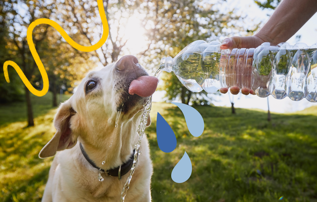 Why is my dog drinking so much water?