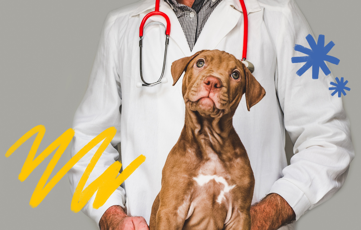 Tips for Choosing Your Dog's Perfect Vet