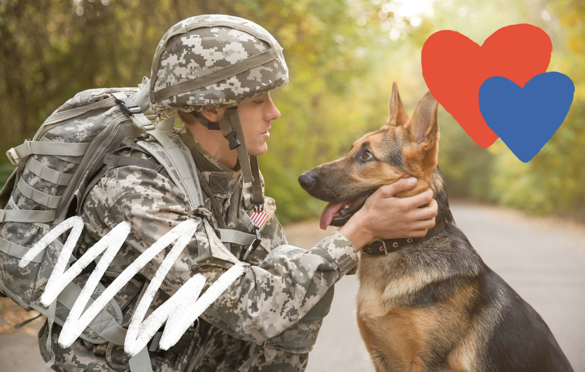 Serviceman in military fatigues is kneeling to pet a German Shephard in the middle of a road