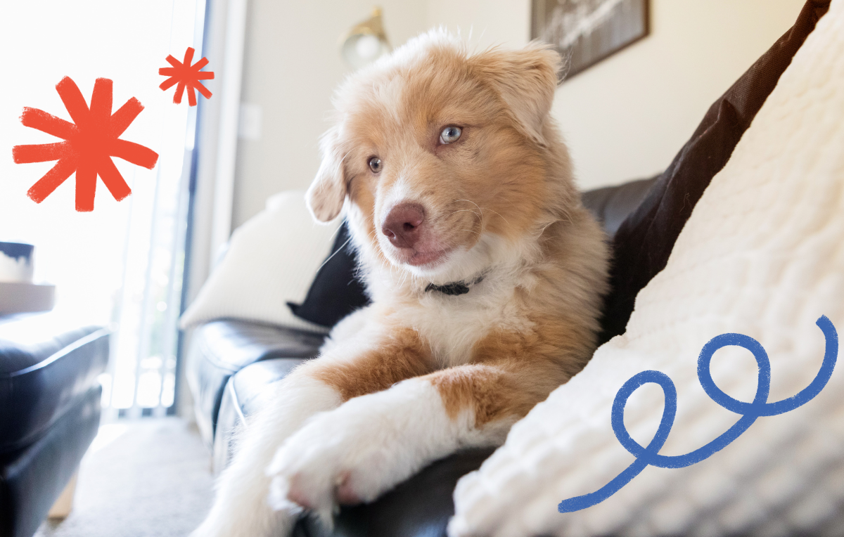 happy puppy relaxing on sofa