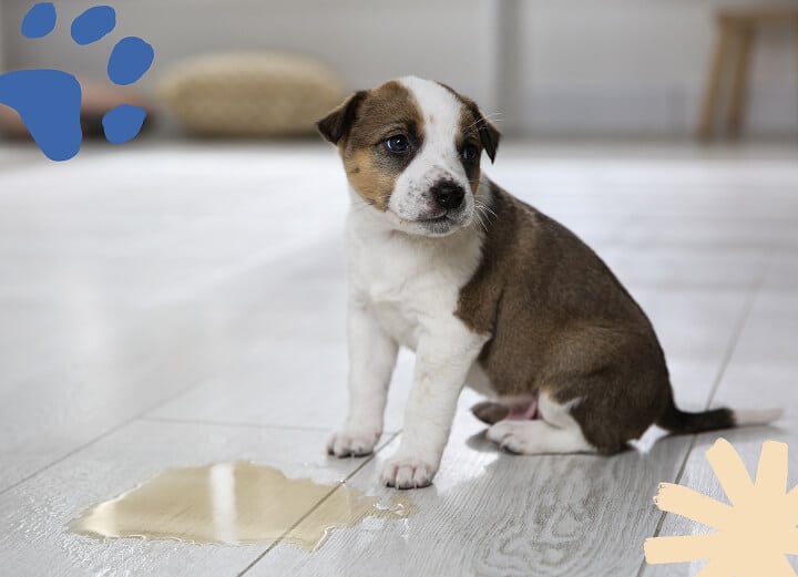 How to Get Dog Pee Smell
