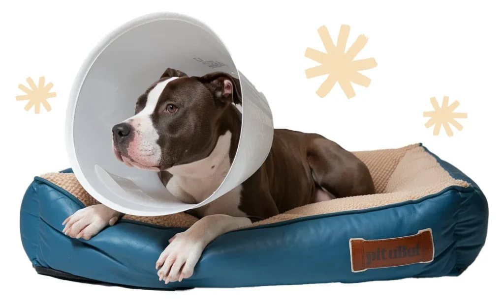 ConeDog