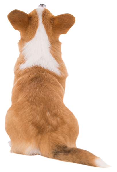 Corgi