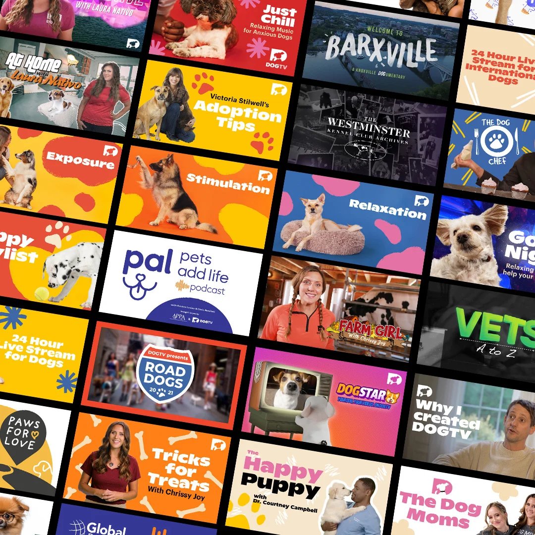 TV Designed for Dogs