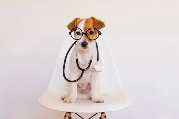 Dr. David Haworth, DVM, PhD