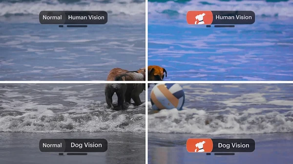 HowDogsSeeColor