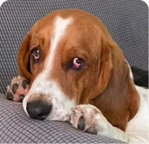 Otis