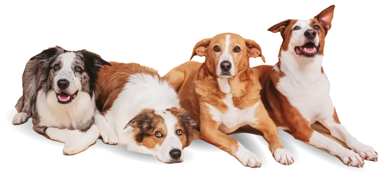 dogs-new