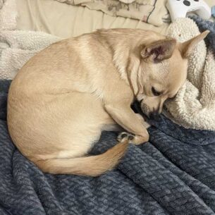 Meet Foxy
