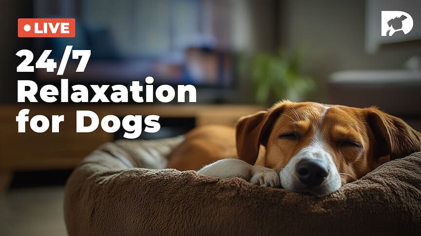 24/7 Relaxation for dogs