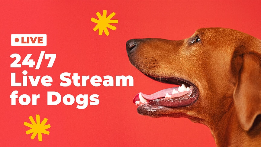 24/7 Live Stream