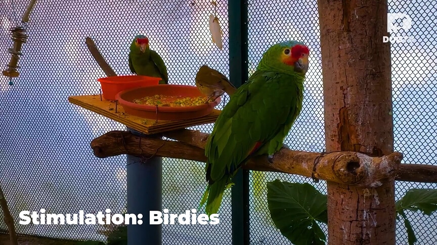 Relaxation - Birdies