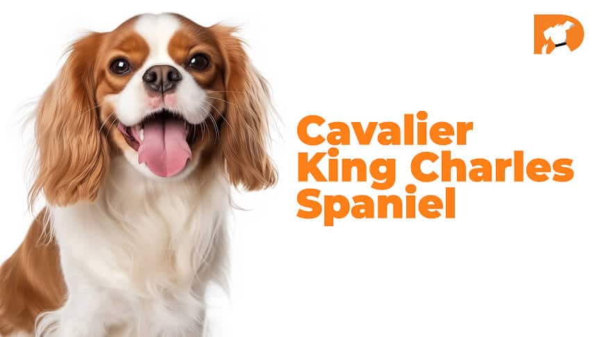 Cavalier