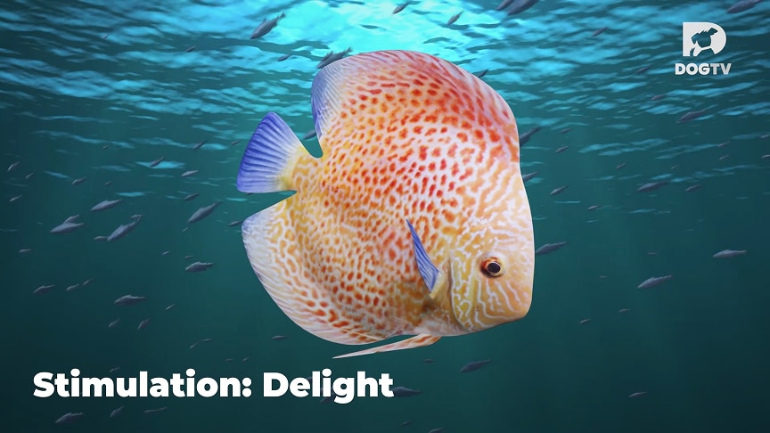 Relaxation - Delight