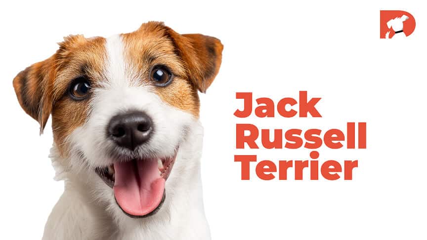 Jack Russell