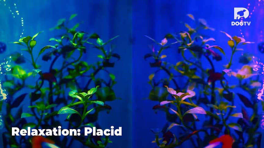 Relaxation - Placid
