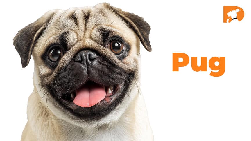 Pug