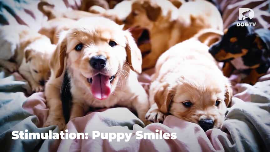 Relaxation - Puppy Smiles