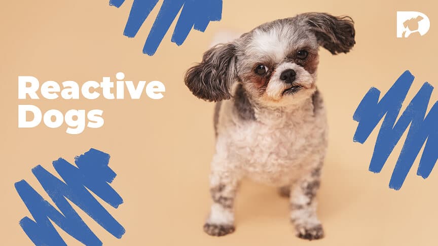 Reactive Dogs