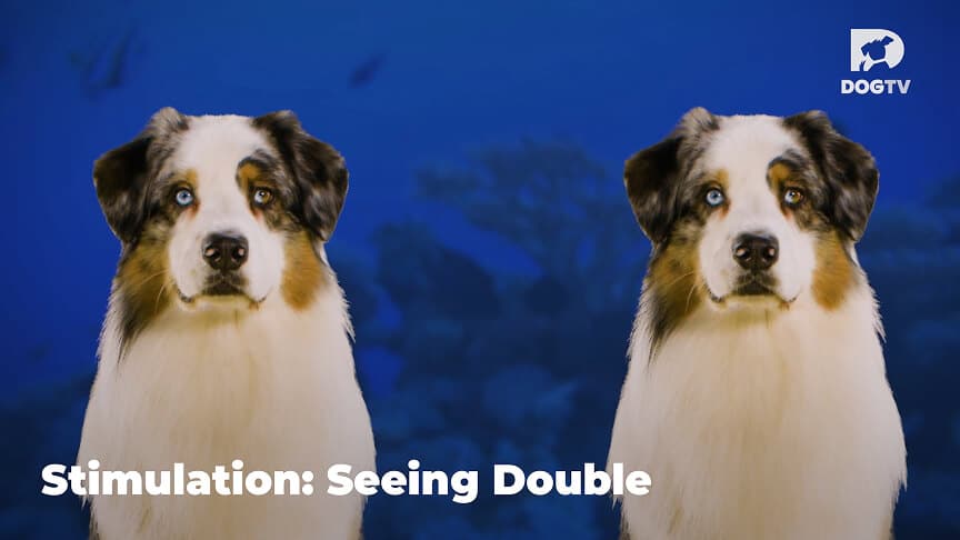 Relaxation - Seeing Double