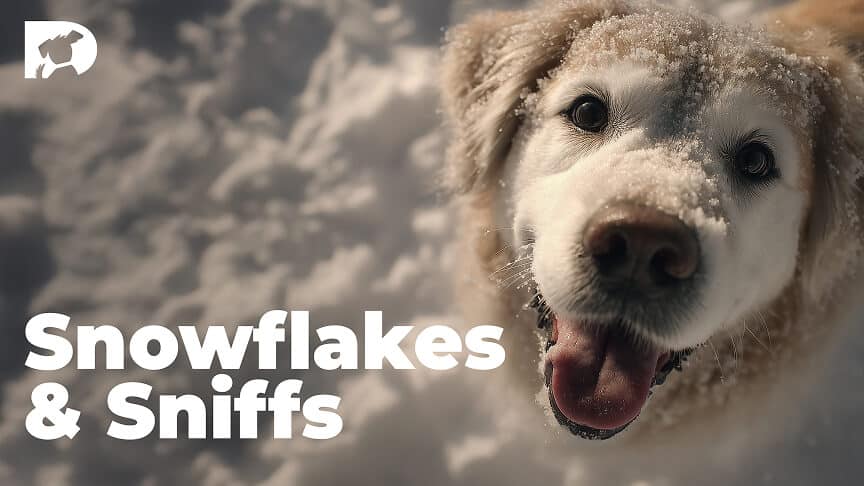 Snowflakes Sniffs