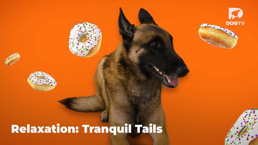Relaxation - Tranquil Tails