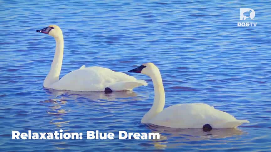 Relaxation - Blue Dream