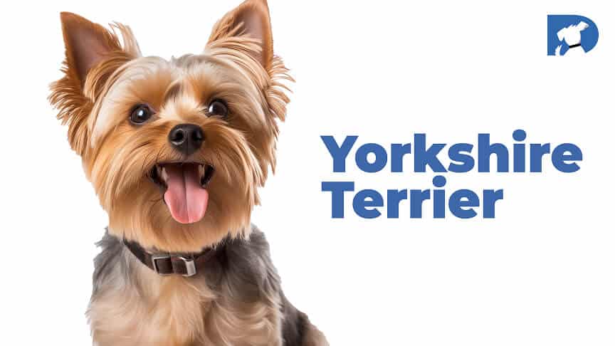 Yorkie - Yorkshire Terrier