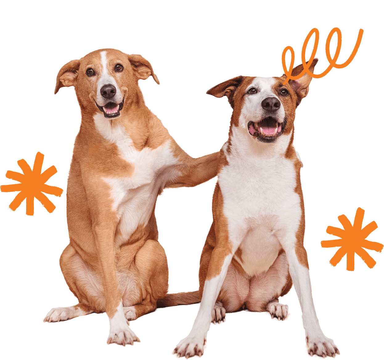 doggy friends