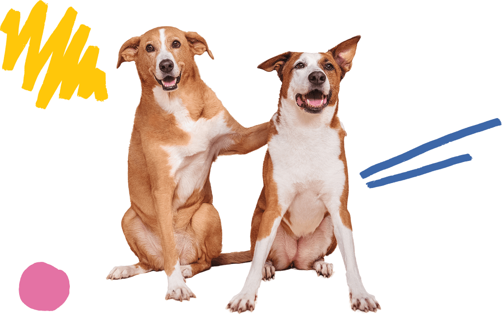 dogtv-pros