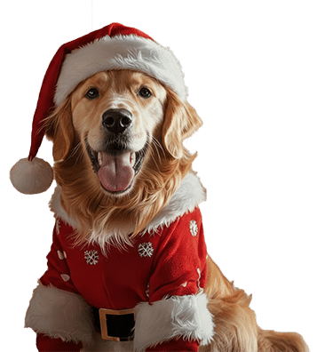 Golden Retriever wearing Santa sui