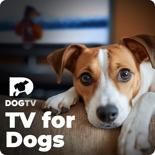 DOGTV — TV for Dogs